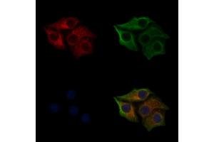 ABIN6255334 and ABIN6267311 staining HepG2 cells(30 min of 4uM Forskolin treatment) by IF/ICC.