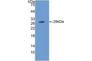 Western blot analysis of recombinant Human MMP14. (MMP14 anticorps  (AA 112-321))