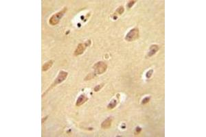 Immunohistochemistry analysis in formalin fixed and paraffin embedded human brain tissue reacted with OR5L2 Antibody (N-term) followed which was peroxidase conjugated to the secondary antibody and followed by DAB staining. (OR5L2 anticorps  (N-Term))