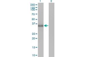 Western Blot analysis of CGREF1 expression in transfected 293T cell line by CGREF1 monoclonal antibody (M01), clone 2D7. (CGREF1 anticorps  (AA 136-235))