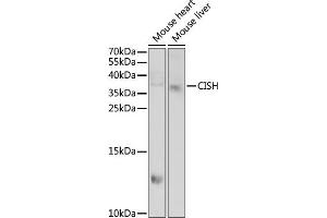 Western blot analysis of extracts of various cell lines, using CISH antibody  at 1:1000 dilution. (CISH anticorps  (AA 1-257))