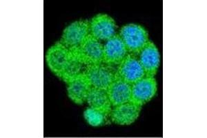 Confocal immunofluorescent analysis of Galanin Antibody (Center) Cat.