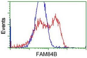 HEK293T cells transfected with either RC207996 overexpress plasmid (Red) or empty vector control plasmid (Blue) were immunostained by anti-FAM84B antibody (ABIN2453031), and then analyzed by flow cytometry. (FAM84B anticorps)