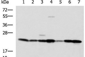 Western blot analysis of SKOV3 Hela cell Mouse liver tissue Mouse heart tissue Human placenta tissue HepG2 cell Human heart tissue lysates using ATP5O Polyclonal Antibody at dilution of 1:1250 (ATP5O anticorps)