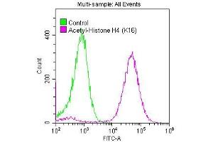 Overlay histogram showing Hela cells stained with ABIN7127270 (red line) at 1:50.