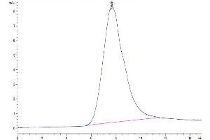 The purity of Biotinylated Human NKG2C is greater than 95 % as determined by SEC-HPLC.