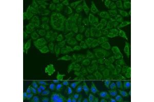 Immunofluorescence analysis of U2OS cells using BCS1L Polyclonal Antibody at dilution of 1:100.