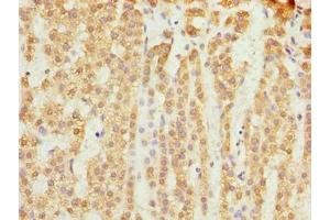 Immunohistochemistry of paraffin-embedded human adrenal gland tissue using ABIN7159878 at dilution of 1:100