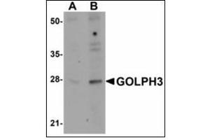 Western blot analysis of GOLPH3 in rat lung tissue lysate with GOLPH3 antibody at (A) 0. (GOLPH3 anticorps  (N-Term))