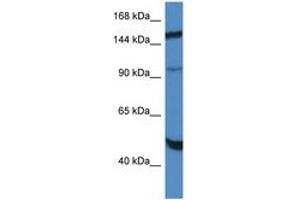 Image no. 1 for anti-Myopalladin (MYPN) (AA 972-1021) antibody (ABIN6747390)