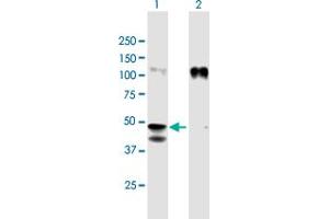 Western Blot analysis of GPA33 expression in transfected 293T cell line by GPA33 MaxPab polyclonal antibody. (GPA33 anticorps  (AA 1-319))