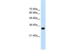 WB Suggested Anti-RNF121 Antibody Titration:  1. (RNF121 anticorps  (N-Term))
