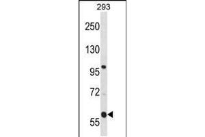 Western blot analysis in 293 cell line lysates (35ug/lane). (TMCO4 anticorps  (N-Term))