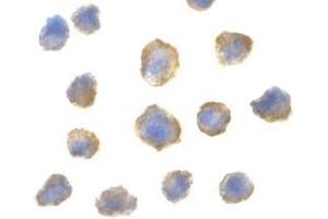 Immunocytochemistry of AP30001PU-N 4E-BP1 antibody in 3T3 cells with 4E-BP1 antibody at 2 μg/ml.