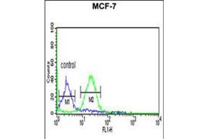 Flow cytometric analysis of MCF-7 cells (right histogram) compared to a negative control cell (left histogram). (Gephyrin anticorps  (AA 437-466))