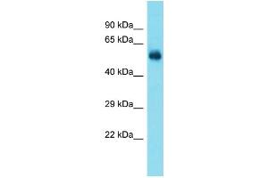 Host:  Rabbit  Target Name:  Taf1a  Sample Type:  Rat Brain lysates  Antibody Dilution:  1.