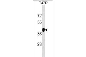 ZNF322A Antibody (C-term) (ABIN1537135 and ABIN2848990) western blot analysis in T47D cell line lysates (35 μg/lane). (ZNF322A anticorps  (C-Term))