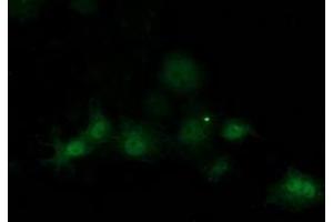 Anti-SOCS3 mouse monoclonal antibody (ABIN2454618) immunofluorescent staining of COS7 cells transiently transfected by pCMV6-ENTRY SOCS3 (RC209305). (SOCS3 anticorps)