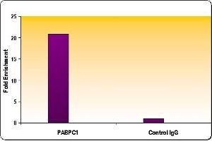 RNA pol II CTD phospho Ser5 antibody tested by ChIP analysis. (Rpb1 CTD anticorps  (pSer5))