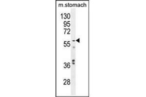 Western blot analysis in Mouse stomach tissue lysates using GPC3 Antibody  (35ug/lane).