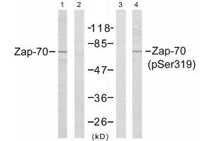 Western blot analysis of extract from Jurkat cells, using Zap-70 (Ab-319) antibody (E021173, Line1 and 2) and Zap-70 (phospho-Tyr319) antibody (E011159, Line 3 and 4). (ZAP70 anticorps  (pTyr319))