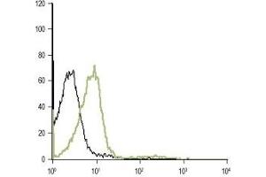 Cell surface detection of α1D-Adrenoceptor in intact live Jurkat cells: (black line) Unstained cells.