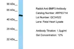 Western Blotting (WB) image for anti-Bone Morphogenetic Protein 3 (BMP3) (C-Term) antibody (ABIN2774379)