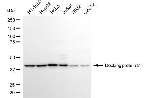 Western blotting analysis using docking protein 2 antibody (ABIN7798382).