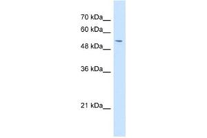 WB Suggested Anti-GPNMB Antibody Titration:  1 ug/ml  Positive Control:  HepG2 cell lysate