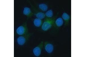 IF analysis of Heme oxygenase 2/HMOX2 using anti-Heme oxygenase 2/HMOX2 antibody (ABIN7601766). (HMOX2 anticorps  (AA 45-301))