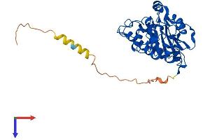 AlphaFold protein structure predicition of Human Recombinant ABO Protein, UniprotID P16442