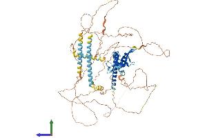 AlphaFold protein structure predicition of Mouse Recombinant Foxp4 Protein, UniprotID Q9DBY0