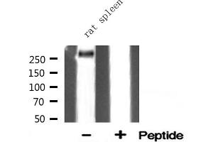 Western blot analysis of Filamin A expression in Rat spleen lysate (Filamin A anticorps  (Internal Region))