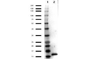 Western Blot results of Rabbit Anti-IL-3 Peroxidase Conjugated Antibody. (IL-3 anticorps  (HRP))