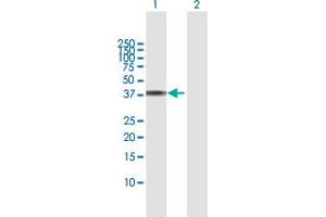 Western Blot analysis of SGK2 expression in transfected 293T cell line by SGK2 MaxPab polyclonal antibody. (SGK2 anticorps  (AA 1-367))