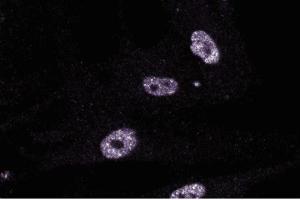 Immunofluorescent staining of FHS cells. (GTF2I anticorps  (AA 17-123))