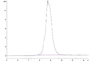 The purity of Mouse MMP-9 is greater than 95 % as determined by SEC-HPLC.