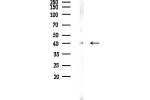 Western blot analysis of lysates from Rat brain, using CACNG7 Antibody at 1/1000 dilution.