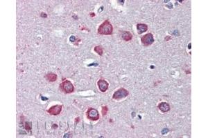 ABIN5539917 (3µg/ml) staining of paraffin embedded Human Cortex. (CHRNA7 anticorps  (Internal Region))