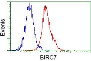 Image no. 3 for anti-Baculoviral IAP Repeat-Containing 7 (BIRC7) antibody (ABIN1499181) (BIRC7 anticorps)