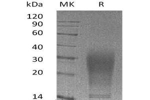 Western Blotting (WB) image for Interleukin 13 (IL13) (AA 22-131) (Active) protein (His tag) (ABIN7320574)