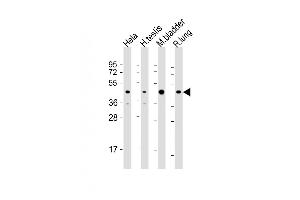All lanes : Anti-WNT4 Antibody (Center) at 1:2000 dilution Lane 1: Hela whole cell lysate Lane 2: human testis lysate Lane 3: mouse bladder lysate Lane 4: rat lung lysate Lysates/proteins at 20 μg per lane.