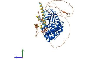AlphaFold protein structure predicition of Mouse Recombinant Srpk1 Protein, UniprotID O70551