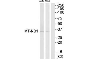 Western blot analysis of extracts from A549 cells and COLO cells, using MT-ND1 antibody. (MT-ND1 anticorps  (Internal Region))