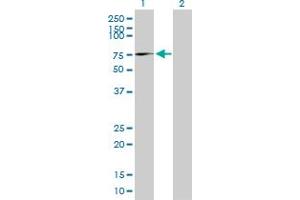 Western Blot analysis of AFM expression in transfected 293T cell line by AFM MaxPab polyclonal antibody.