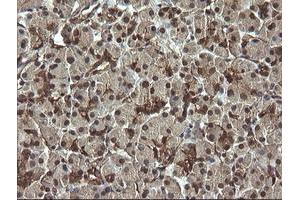 Image no. 4 for anti-RAB30, Member RAS Oncogene Family (RAB30) antibody (ABIN1500558)