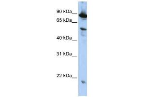 ZGPAT antibody used at 1 ug/ml to detect target protein. (ZGPAT anticorps  (N-Term))