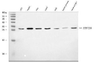Western blot analysis of ERP29 using anti-ERP29 antibody (ABIN7601342).