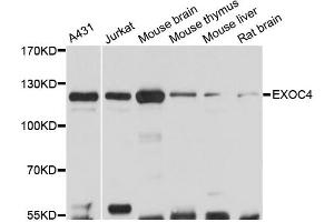 Western blot analysis of extracts of various cell lines, using EXOC4 antibody (ABIN6290368) at 1:3000 dilution. (Sec8 anticorps)