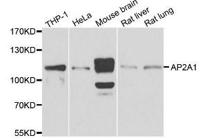 Western blot analysis of extracts of various cell lines, using AP2A1 antibody. (alpha Adaptin anticorps  (AA 1-260))